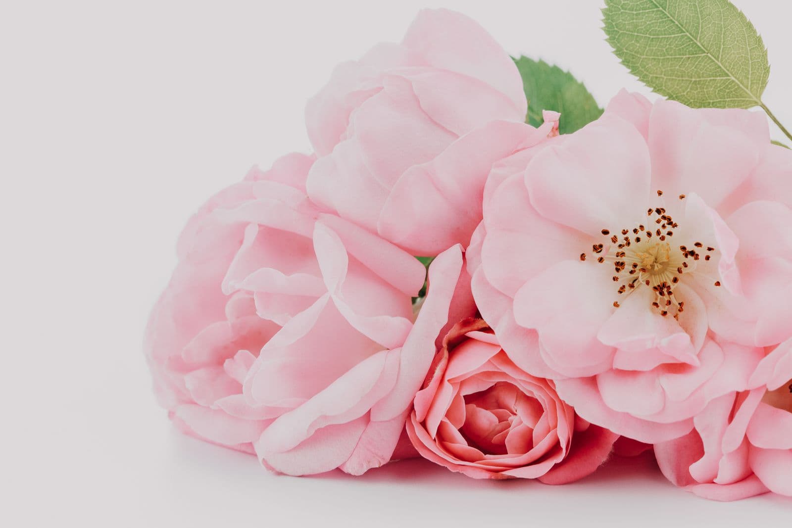 Soft pink roses on a pale backdrop